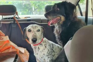 Traslado/Remis para Mascotas.